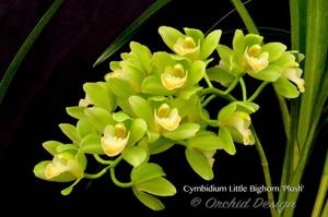 Cymbidium Little Bighorn