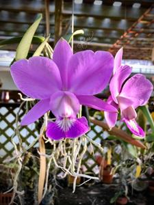 Cattleya Brazilian Jewel