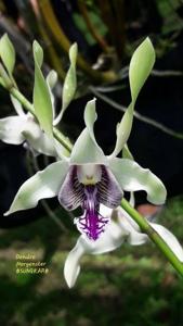 Dendrobium Morgenster