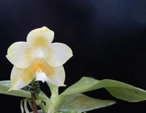 Phalaenopsis Micaels Canarybase