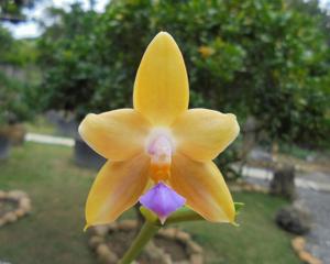 Phalaenopsis Arnel Tobia