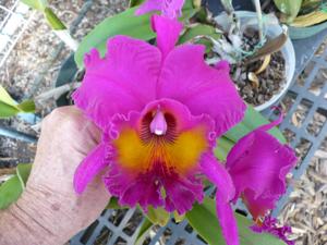 Rhyncholaeliocattleya Bryce Canyon