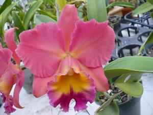 Rhyncholaeliocattleya Goldenzelle