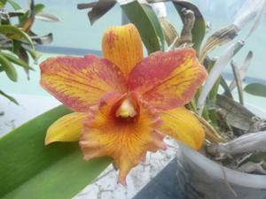 Rhyncholaeliocattleya Arabesque