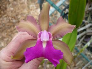 Cattleya Iris