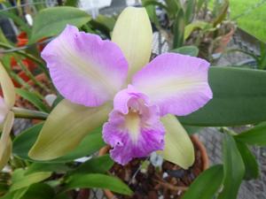 Rhyncholaeliocattleya Hawaiian Satisfaction