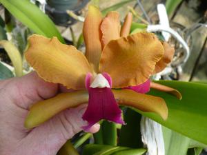 Rhyncholaeliocattleya Egyptian Queen