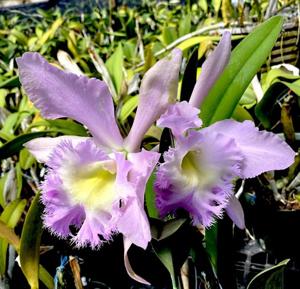 Rhyncholaeliocattleya Wellesleyae