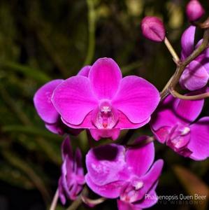 Phalaenopsis Queen Beer