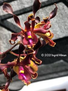 Dendrobium Earlyta