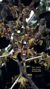 Dendrobium Yuwono Mega Karya