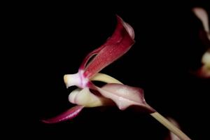 Vanda GK's Blutmond