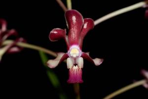 Vanda GK's Blutmond