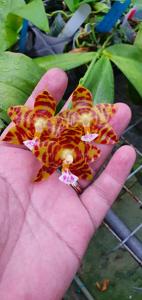 Phalaenopsis Aber Ambo