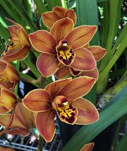 Cymbidium Darrel Wong