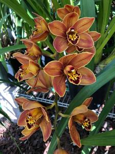 Cymbidium Darrel Wong