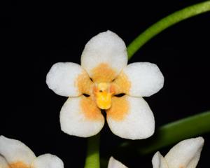 Sarcochilus Kulnura High-Madge