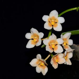 Sarcochilus Kulnura High-Madge