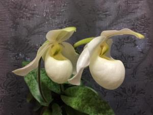 Paphiopedilum Saigon Pearl