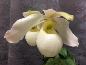 Paphiopedilum Saigon Pearl