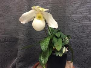 Paphiopedilum Saigon Pearl