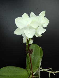 Phalaenopsis Micaels Green Island