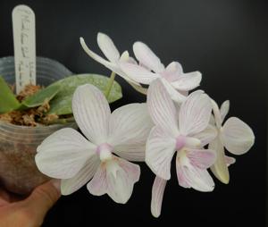 Phalaenopsis Micaels Green Island