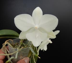 Phalaenopsis Micaels Green Island