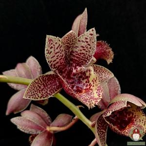 Fredclarkeara Chee Chong