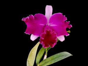 <i>Rhyncholaeliocattleya</i> Chrissy Compton