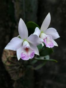 Cattleya Kiritsubo