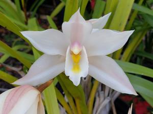 Cymbidium ballianum