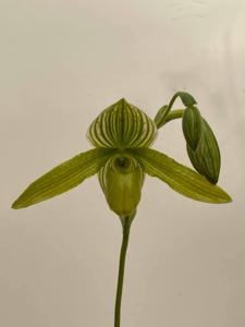 Paphiopedilum Jade Dragon