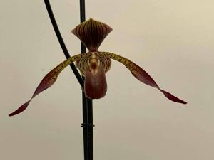 Paphiopedilum Yili Preel