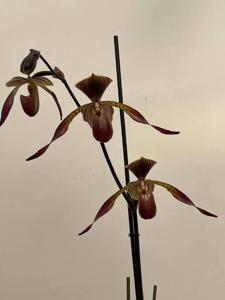 Paphiopedilum Yili Preel