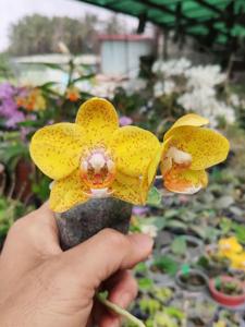 Phalaenopsis Tien-Cheng Sunflower