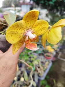 Phalaenopsis Tien-Cheng Sunflower