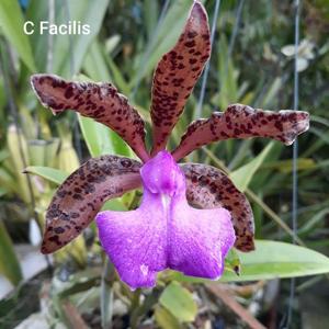 Cattleya Fascelis