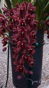 Cymbidium Dorothy Stockstill