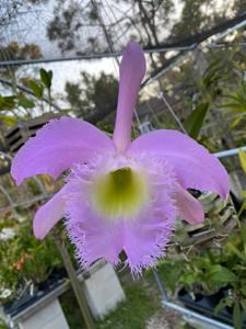 Rhyncholaeliocattleya Duh's White