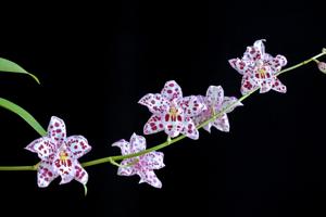 Oncidasia Imogene Keyes-Painted Love