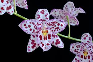 Oncidasia Imogene Keyes-Painted Love