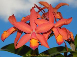 Cattlianthe Caribbean