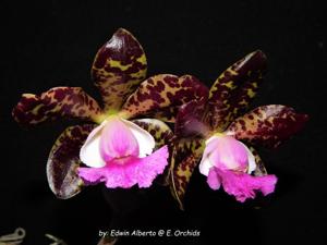 Rhyncholaeliocattleya Haiku Spots