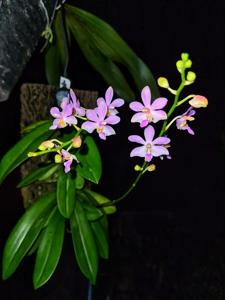 Phalaenopsis Kelsey's Blush