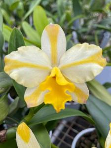 Rhyncattleanthe Candy House