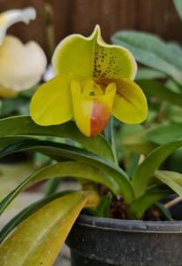 Paphiopedilum In-Charm Gold