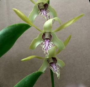 Dendrobium Bangkhen