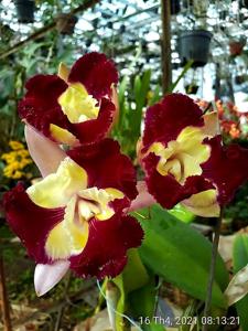 Cattleya Nakornchaisri Fancy