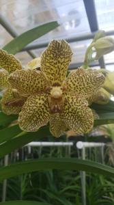 Vanda Ubuntu